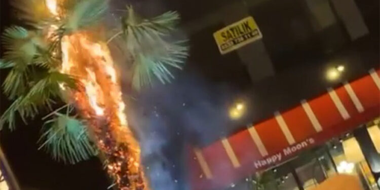 Palmiye ağacını ateşe verip kaçtı