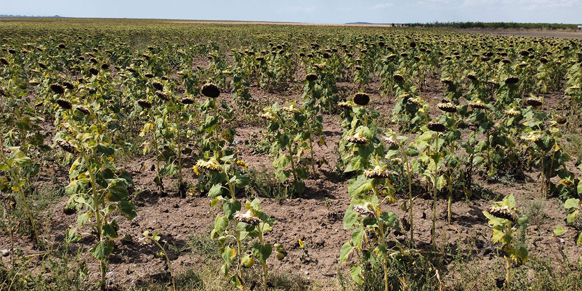 Kuraklık nedeniyle Trakya'da üreticinin 'sarı gelin' olarak adlandırdığı ayçiçeğinde verim kaybı yaşandı.