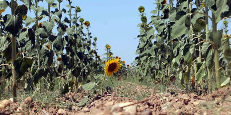 Kuraklık nedeniyle ayçiçeğinde verim kaybı yaşanıyor