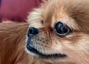 Sahipleri tarafından şiddete uğrayan 4 köpek yediemine teslim edildi