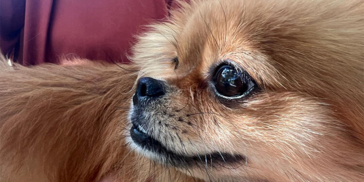 Sahipleri tarafından şiddete uğrayan 4 köpek yediemine teslim edildi