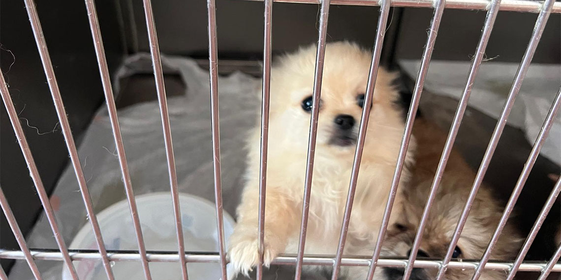 Bursa'nın Osmangazi ilçesinde sahipleri tarafından şiddete uğrayan 4 köpek yediemine teslim edildi.