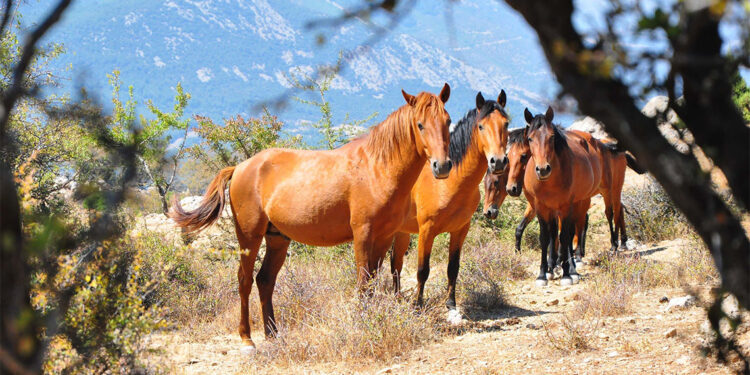 Spil Milli Parkı'ndaki yılkı atları dronla görüntülendi