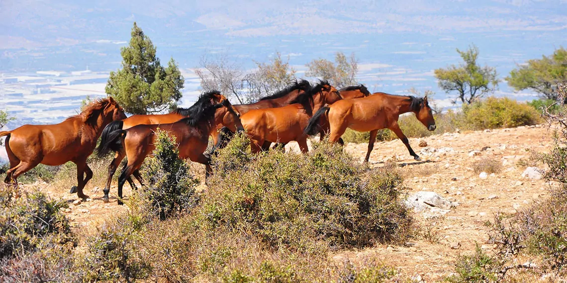 Spilin ozgur bekcileri yilki atlari 378914 104998 1 - yaşam - haberton