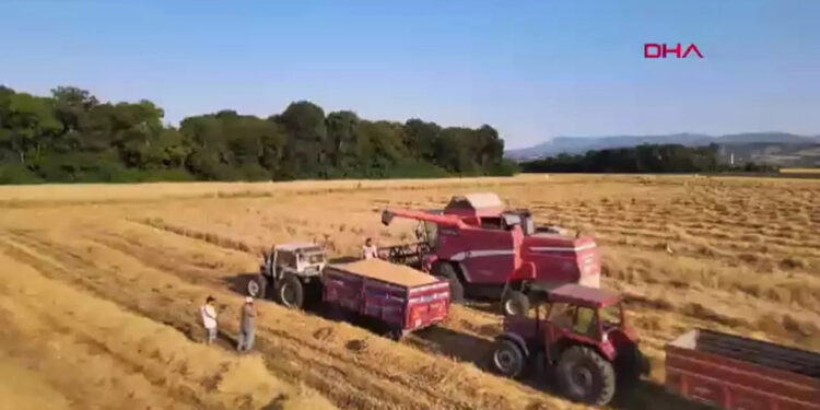 Samsun'da çeltik rekoltesi 165 bin ton bekleniyor