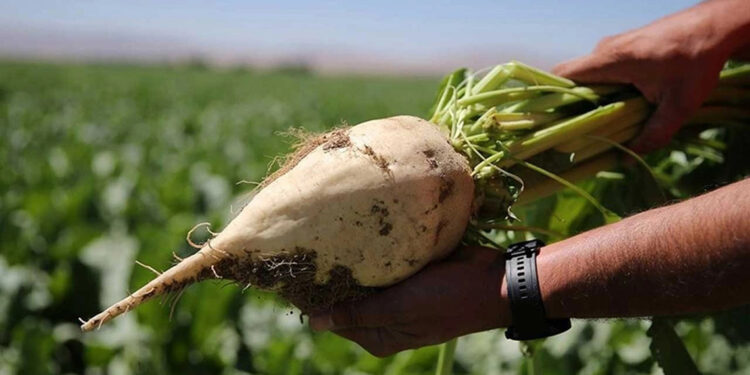 Şeker pancarı alım fiyatı ton başına 2 bin 375 TL olarak belirlendi