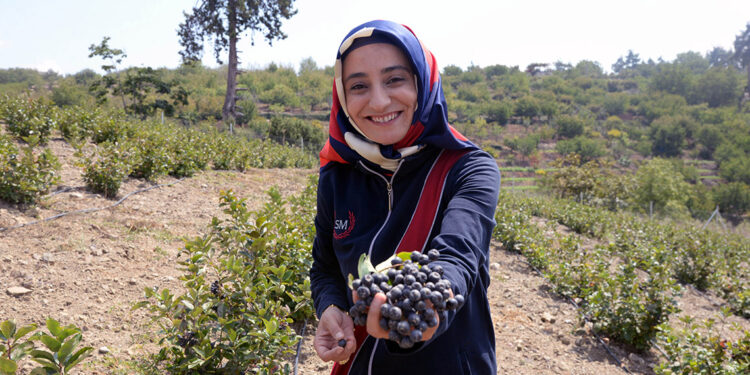 Süper meyve 'aronya'da hasat zamanı; kilosu 250 TL