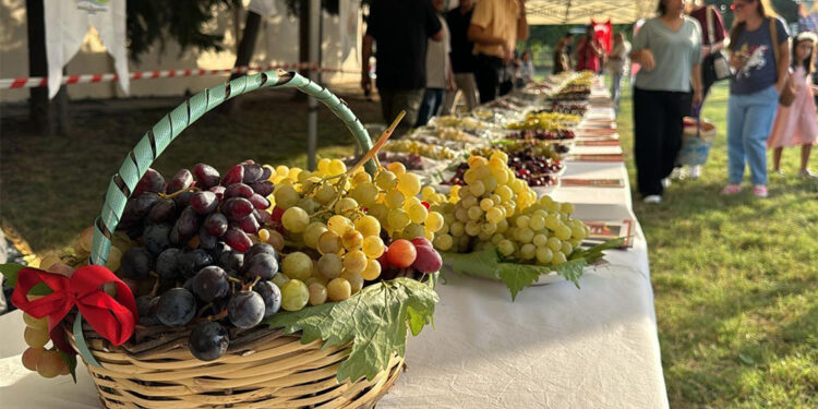 Tekirdağ'da Bağ Bozumu Şenliği