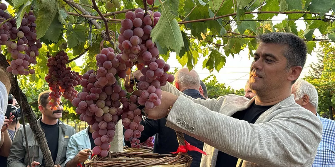 Tekirdağ'da bağ bozumu şenliği'nde bağcılık araştırma enstitüsü’nün bağlarında üzüm toplandı.