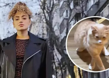 THY'nin Bodrum-İstanbul uçağında kedi kavgası