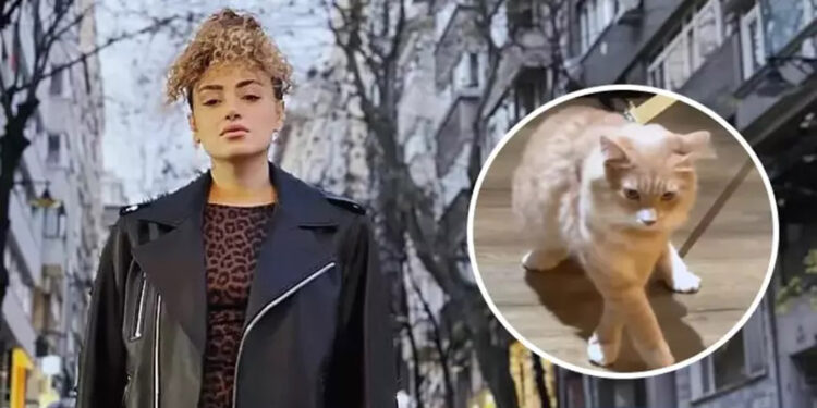 THY'nin Bodrum-İstanbul uçağında kedi kavgası