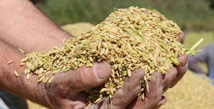 TMO çeltik alım fiyatları belirlendi