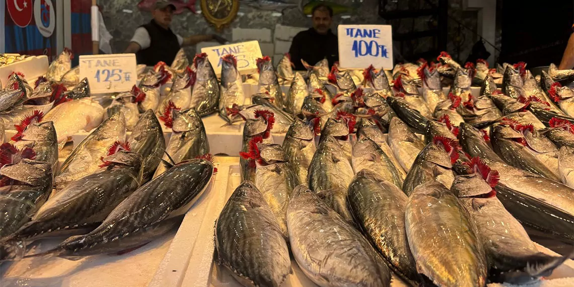 Karadeniz'de sezonun ilk haftalarından itibaren ağlara en çok takılan balık çeşidi olan palamut irileşti fiyat arttı.