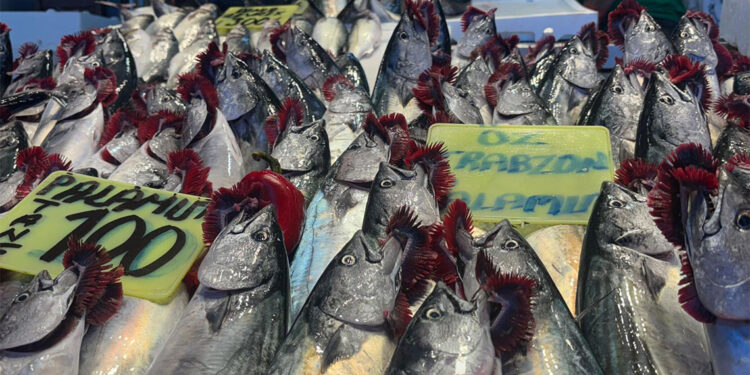 Palamut irileşti fiyat arttı