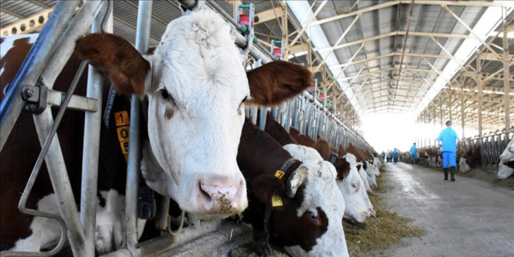 TÜİK: Büyükbaş varlığı azaldı, küçükbaş varlığı arttı