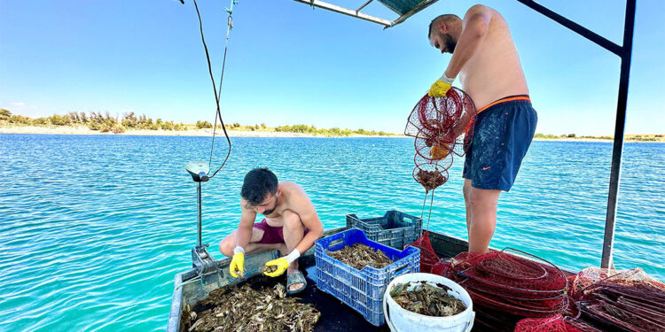 Balıkçılar avladıkları kerevitleri Avrupa'ya ihraç ediyor