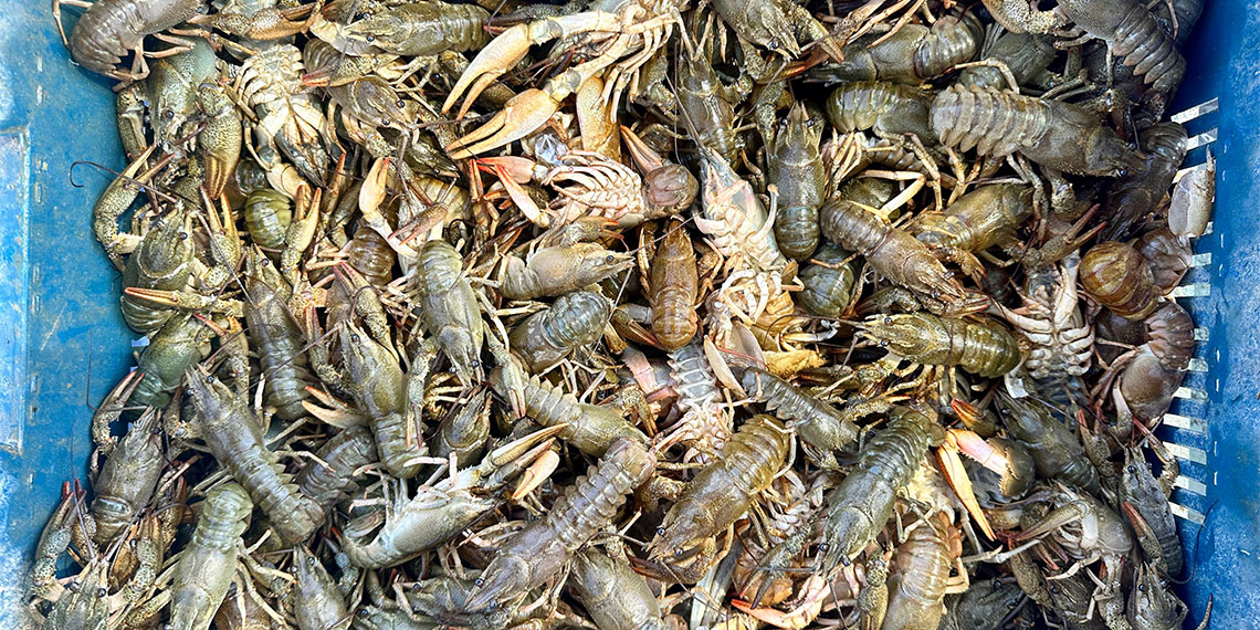 Tunceli’nin Çemişgezek ilçesine bağlı Kıraçlar köyünde balıkçılar, baraj gölünde dünyanın en kaliteli tatlı su ıstakozları arasında gösterilen su kerevitlerini avlıyor. Balıkçılar avladıkları kerevitleri Irak ve Rusya’nın yanı sıra birçok Avrupa ülkesine ihraç ediyor.