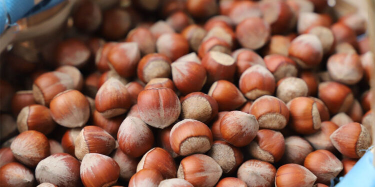 Türkiye'nin yıllık fındık ihracatı 2 milyar doları aştı