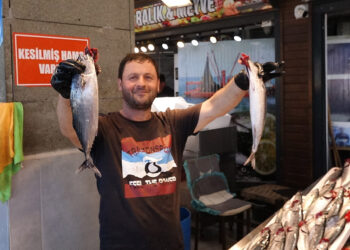 Trabzon'da balıkçıların ağları palamutla doluyor