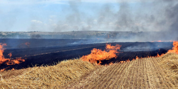 Trakya'daki yangınlarda 37 bin 115 dekar tarıma alanı zarar gördü