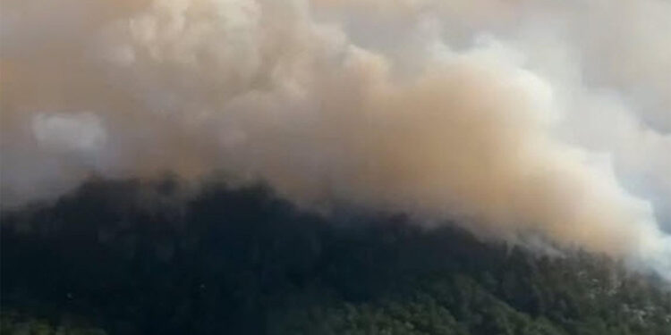 Uşak'ta orman yangını