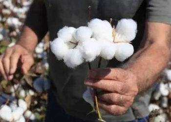 Bir ömür bir çok hikâye Pamukçuluk