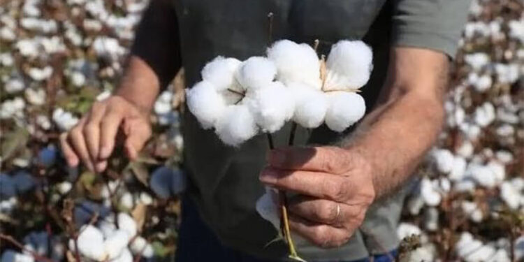 Bir ömür bir çok hikâye Pamukçuluk