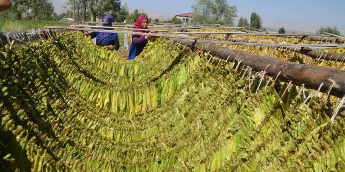 Bir zamanlar Muğla'da tütüncülük, yalnızca tarımın değil, aynı zamanda yerel kültürün de ayrılmaz bir parçasıydı. 