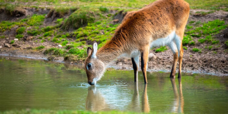 Yaban hayata can suyu projesi