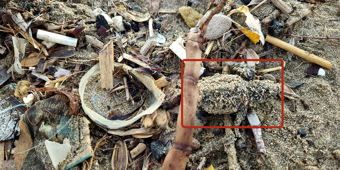 Dünyada nesli tehlike altındaki yavru carettaların çöplerin içinden denize ulaşma mücadelesi ve denizlere ulaşma dönemi başladı.