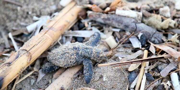 Yavru carettaların çöplerin içinden denize ulaşma mücadelesi