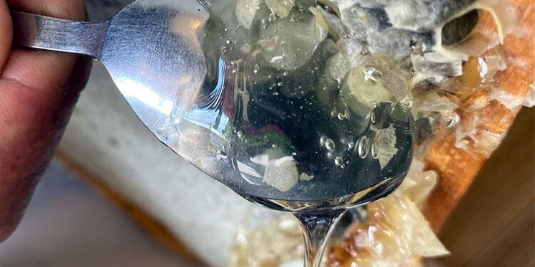 Yeşil bala bakmaya doyamadı