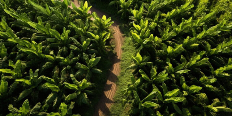 Bir zamanlar Muğla'da tütüncülük