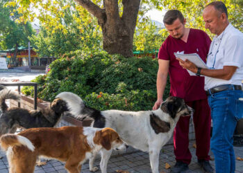 İzmir'de sahipsiz köpeklerin sayımı başladı