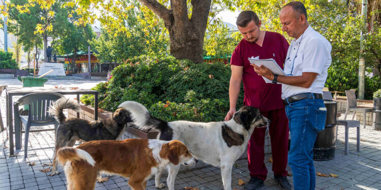 İzmir'de sahipsiz köpeklerin sayımı başladı