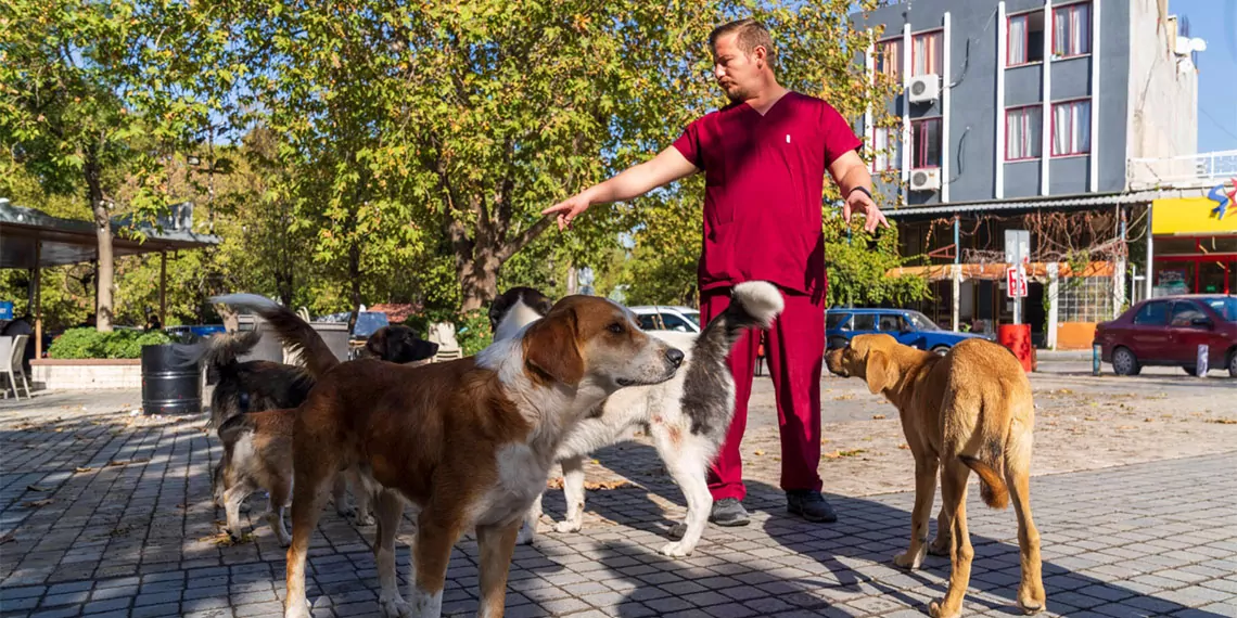 Sahipsiz köpek popülasyonu yönetimi i̇zmir eylem planı kapsamında i̇zmir'de sahipsiz köpeklerin sayımı başladı.