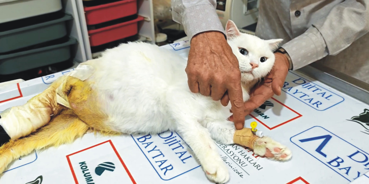 9'uncu kattan düşen kedisinin tedavisi için 400 kilometre yol gitti