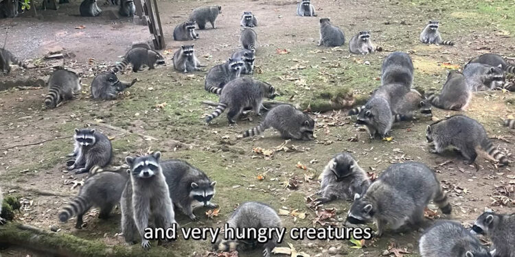 ABD'de evi rakun istilasına uğrayan kadına polis yardım etti