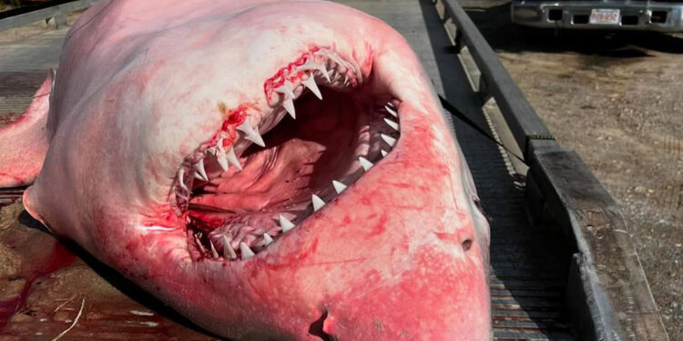 ABD’de sahile vuran köpek balığı polis tarafından kaldırıldı