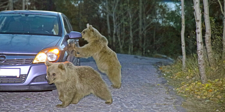 Ayılar yiyecek bulamayınca araçlara saldırıyor