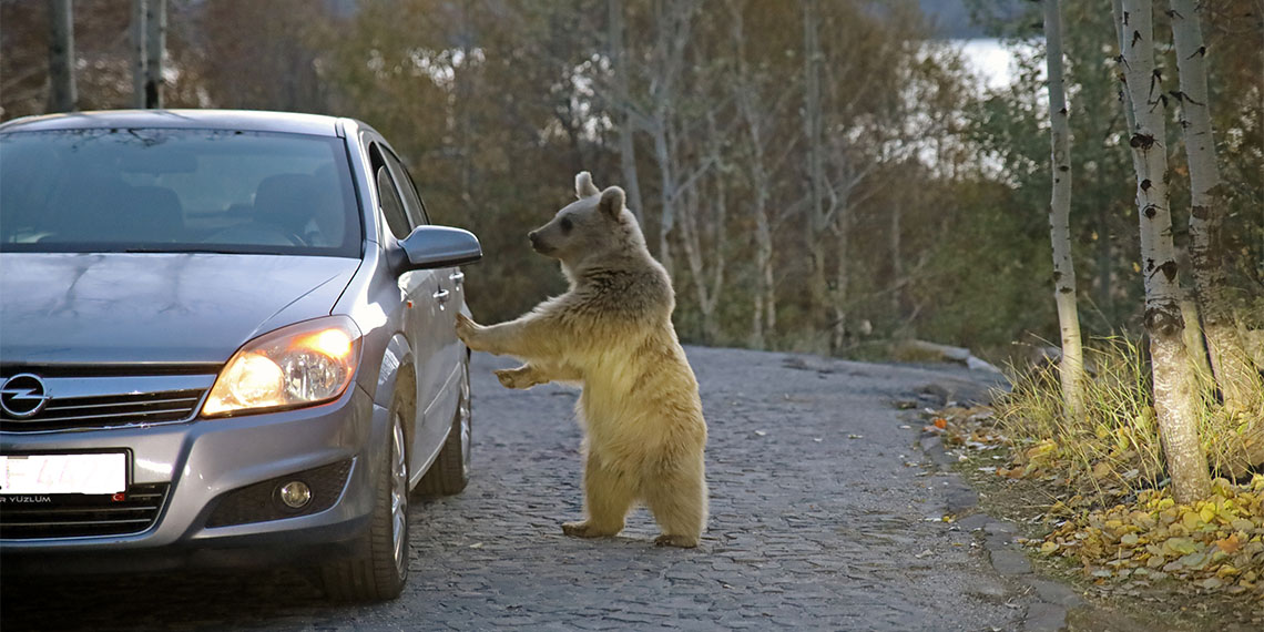 Bitlis'in Tatvan ilçesi sınırlarındaki Nemrut Krater Gölü çevresinde yaşayan ve elle beslenmeleriyle sık sık gündeme gelen ayılar yiyecek bulamayınca araçlara saldırıyor.