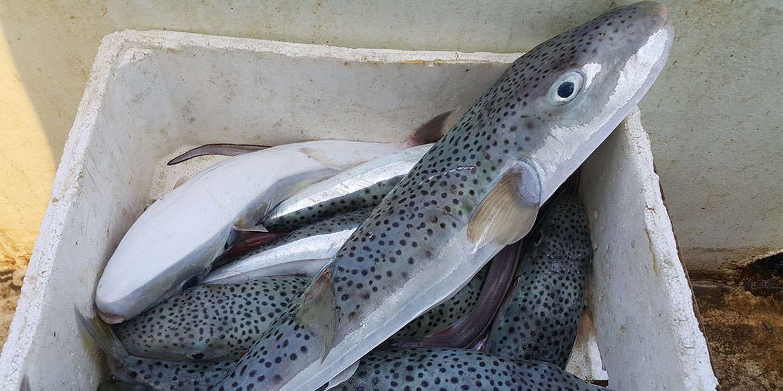 Çukurova Üniversitesi (ÇÜ) Su Ürünleri Fakültesi Öğretim Üyesi Doç. Dr. Ali Rıza Köşker, balon balığının zehrinin sonbahar ve kışın en yüksek düzeye çıktığını söyledi.