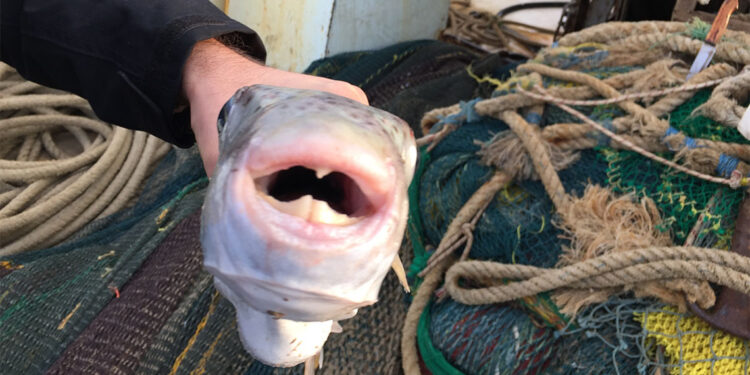 Balon balığının zehri sonbaharda yüksek düzeye çıkıyor