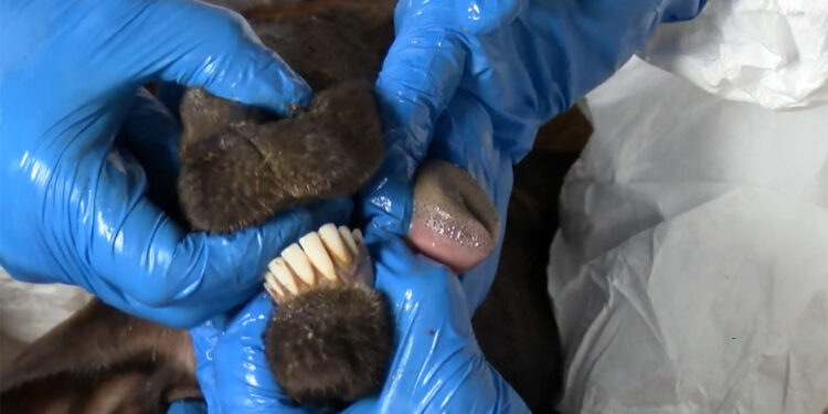 Adana'da mavi dil hastalığı karantinası