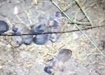 Anız yangınında alevlerin ortasında kalan 10 yavru köpek kurtarıldı