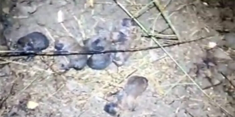 Anız yangınında alevlerin ortasında kalan 10 yavru köpek kurtarıldı