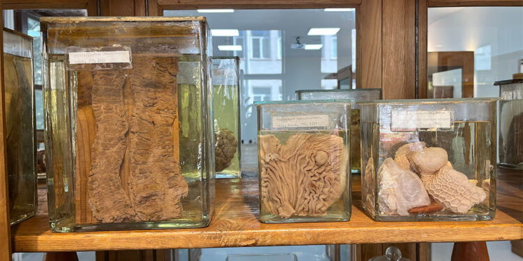 Patoloji Müzesi ziyarete açılacak