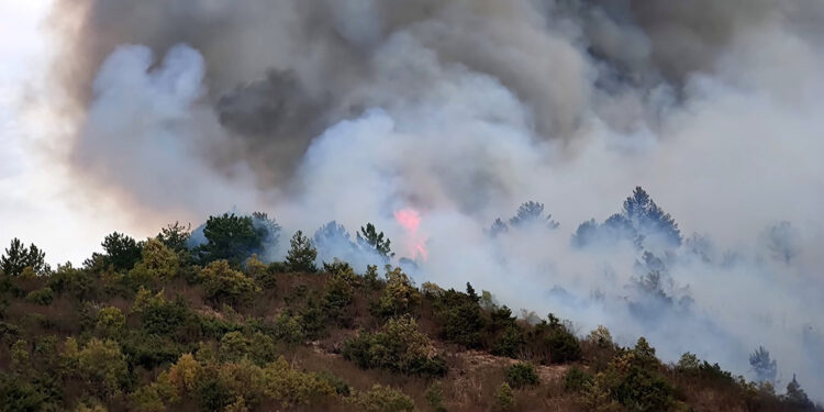 Afyonkarahisar'da ormanda yangın çıktı