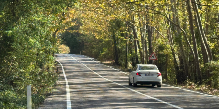 Ağaç tünel yolda sonbahar güzelliği