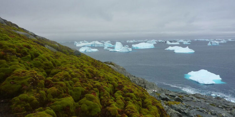 Antarktika'da bitki örtüsü değişiyor